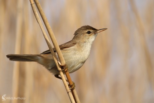 Trsteniarik bahenný (Acrocephalus scirpaceus), Martin Šabík